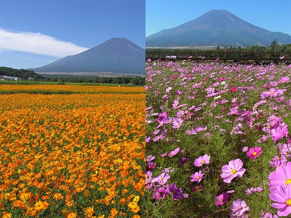 ■<横浜発>【山梨】富士山麓で初秋の花咲く花畑散策♪シャインマスカット狩りと人気の桔梗信玄餅詰め放題!3